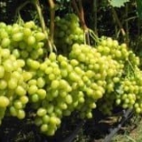 Kako uzgajati novu sortu grožđa kod kuće