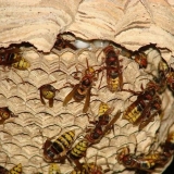 Kako izbaciti stršljene sa tavana