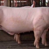 Koja je rasa svinja najisplativija za uzgoj