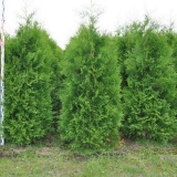 Koja je tuja bolja za živu ogradu