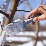 Koje bolesti i štetočine pogađaju voćnjake jabuka