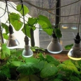 Kojih 10 sorti krastavaca se može uzgajati na prozorskoj dasci zimi