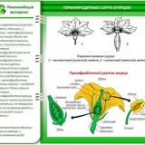 Zašto su samooplodne sorte krastavaca za staklenike popularne među vrtlarima