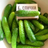 Krastavci od kornišona - 7 najboljih sorti za otvoreno tlo