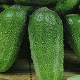 Koji su krastavci najproduktivniji za plastenike