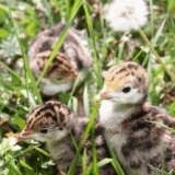 Koje pasmine purana postoje i koje su popularne u rusiji