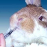 Koji simptomi su predznaci bolesti kunića