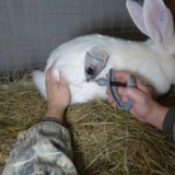 Od kojih bolesti boluje zec?