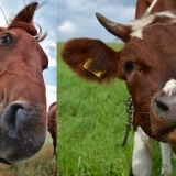 Koji stajnjak je bolji za baštu: konjski ili kravlji