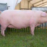 Koliki je prinos mesa kod svinja (u procentima)