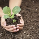 Kakvo tlo voli kupus