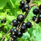 Kakvo tlo voli crna ribizla