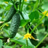 Kakvo tlo vole krastavci i na kojoj temperaturi rastu