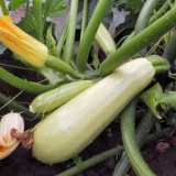 Koju temperaturu mogu izdržati tikvice u otvorenom tlu