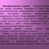 Kalifornijski zec: sve o pasmini i njezi