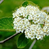 Kalina ponos: opis sorte, njega, bolesti i štetočine, fotografija