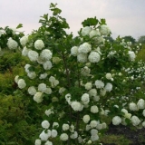 Kalina roseum (roseum): opis sorte i fotografija, sadnja i njega