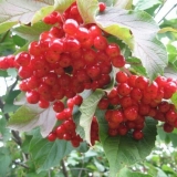 Kalina tajga rubini: opis sorte, fotografije, recenzije