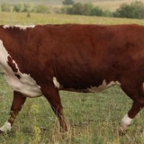 Kalmička pasmina krava