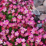 Saxifrage arends: uzgoj iz sjemena, sorte sa fotografijama i opisima, recenzijama