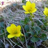 Marsh saxifrage: fotografija i opis