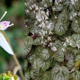 Sobna saksifraga: fotografija, sadnja i njega kod kuće