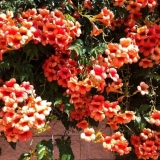 Campsis: sadnja i njega na otvorenom polju, rezidba