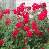 Kanadski park ruža john franklin (john franklin): fotografija i opis, recenzije