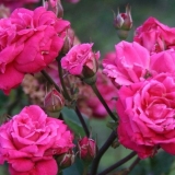 Kanadski park sorte ruža aleksander makenzi (alexander mackenzie)