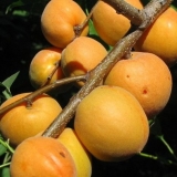 Kanadska kasna sorta marelice manitoba: opis, fotografija