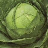 Amager 611 kupus: recenzije + opis sorte