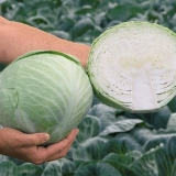 Ancoma cabbage