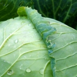 Predradnik kupusa f1: opis, sadnja i njega, recenzije