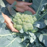 Kupus brokule: čišćenje i skladištenje