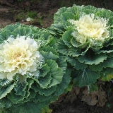 Ukrasni kupus: sorte i nazivi