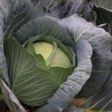 Menzania kupus: recenzije, sadnja i njega, prinos