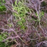 Mizuna kupus: fotografija, opis