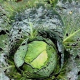 Šećerni kupus: karakteristike i opis sorte