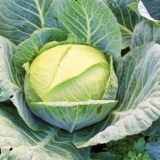 Kupus slava 1305: uzgoj rasada