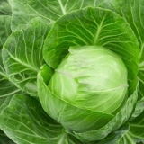 Menza kupus: sadnja i njega, prednosti i nedostaci, recenzije