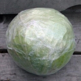 Kupus u prozirnoj foliji u podrumu za zimu