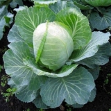 Zimovanje kupusa 1474