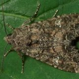 Lopatica kupusa: fotografije, znakovi izgleda, mjere kontrole