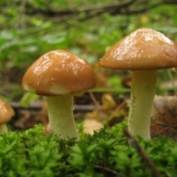 Krompir sa puterom, prženi u tiganju: recepti za kuhanje sa svježim, smrznutim, kuhanim gljivama