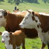 Kazahstanska pasmina krava - karakteristike beloglavih goveda i rec...