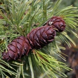 Cedar elfin: fotografija i opis