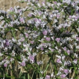 Kermek tatar: uzgoj iz sjemena