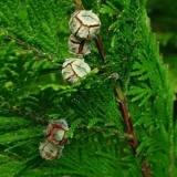 Čempres: filifera nana, sangold, baby blue, bulevar