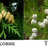 Čempres u pejzažnom dizajnu: fotografije i sorte