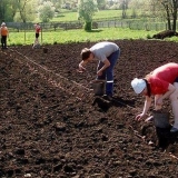 Kineski način uzgoja krompira
